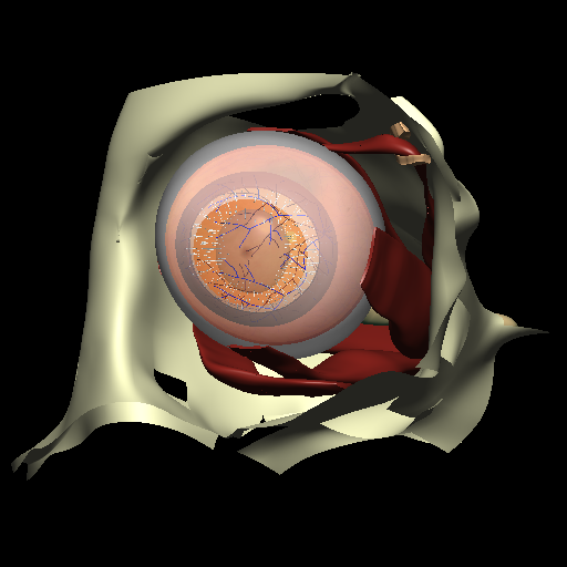 An image of the eye model.