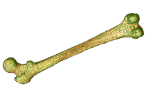 Image of a visualisation created with OpenCMISS-Zinc.